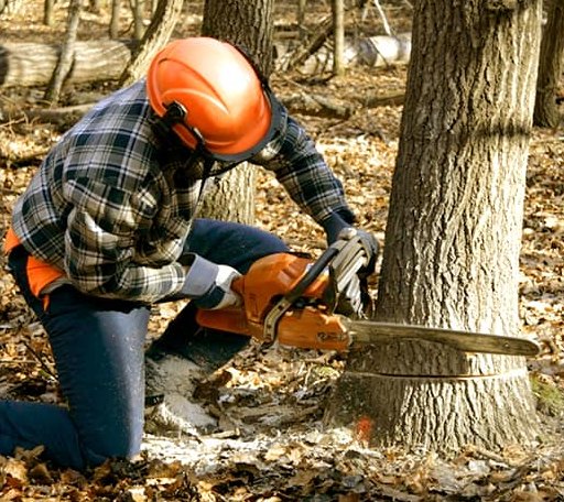 Tree Removal in Washington, NE